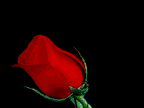 Blooming Rose 1